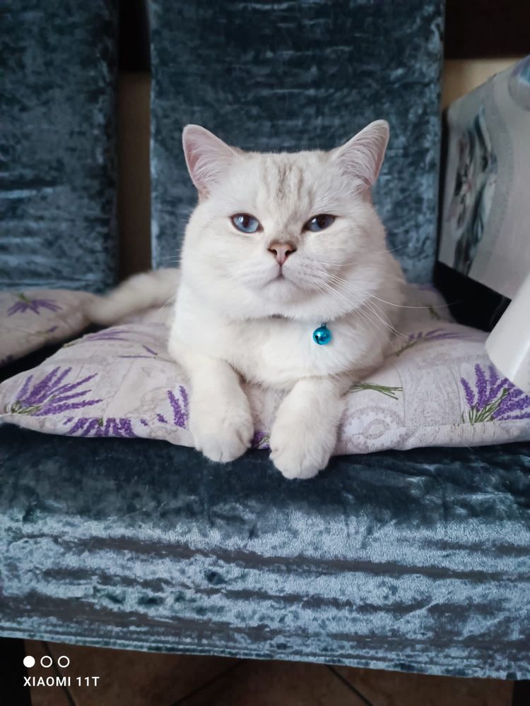 British Shorthair alb tigrat din părinți cu pedigree