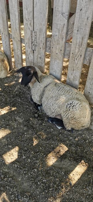 Vând berbecuti suffolk si mielute