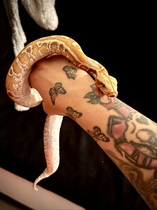 Blood Python Albino