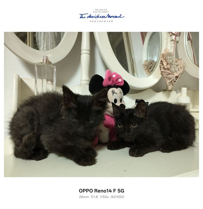 Donez pisicuțe adorabile