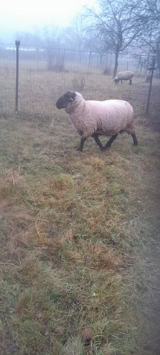 Berbec suffolk 4 ani , greutate peste 100 kg