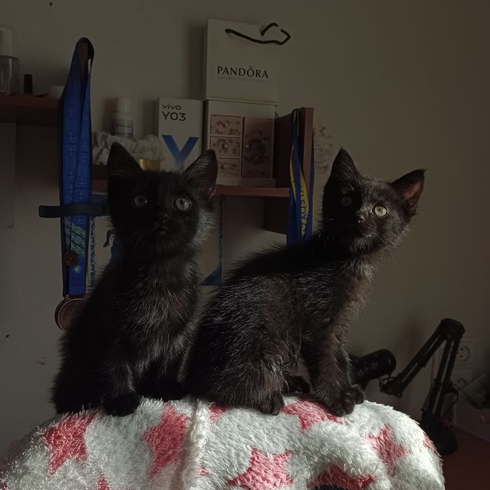 Отдам котят в хорошие руки