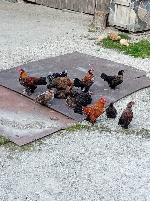 Pui de găină liliputi