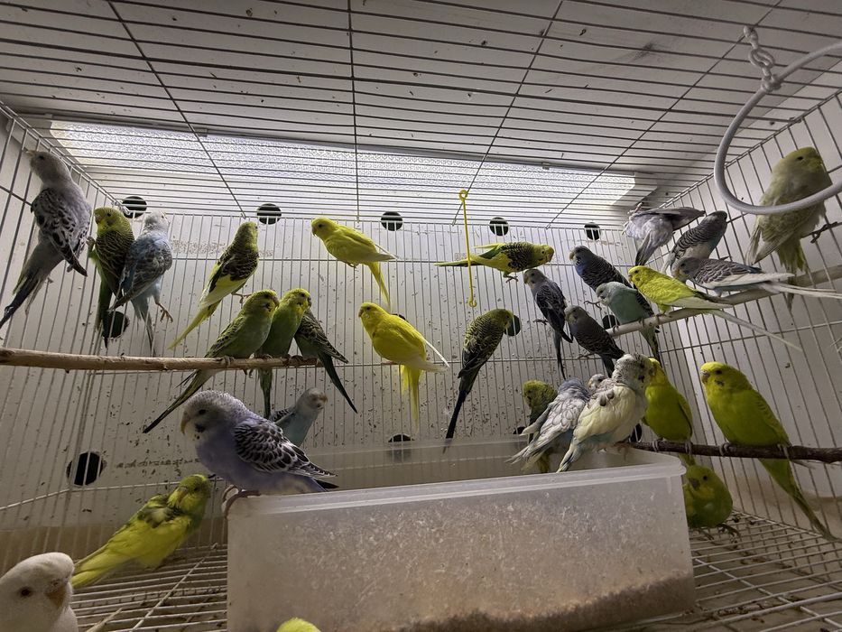 Продажа попугай волнистые ( Оптим и разницу)