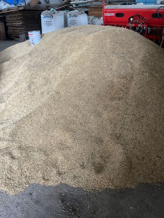 Vănd OVĂZ productia 2025