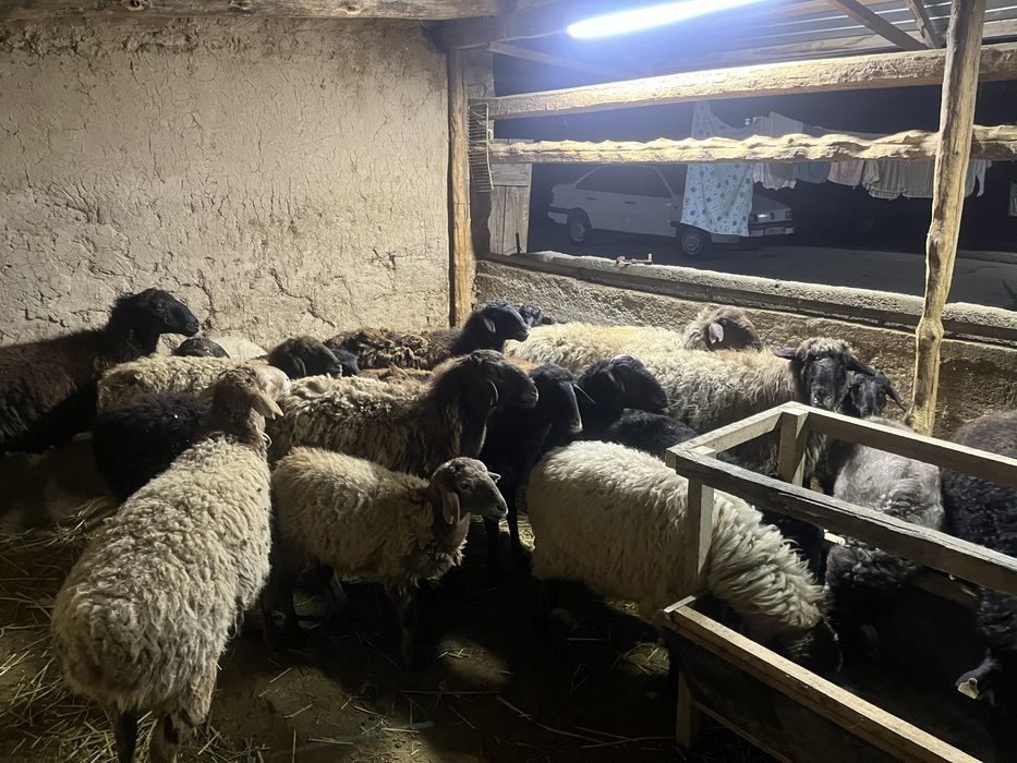 Қой сатылады бір жайдан