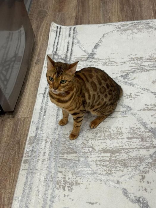 Одам в добрые руки