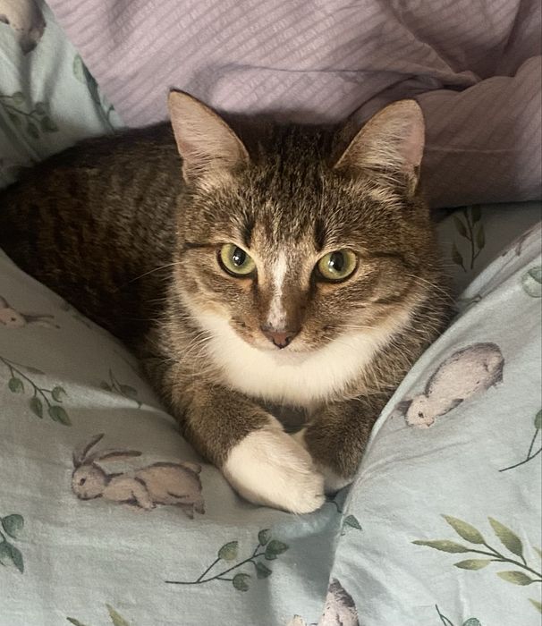 Отдам котенка Майкудук