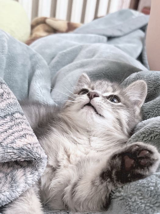 котенок в добрые руки