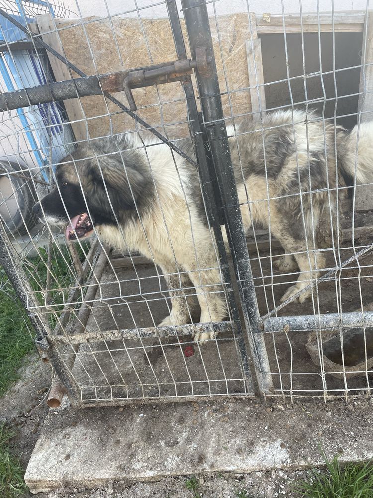 Vand sau schimb Caine ciobanesc de Bucovina