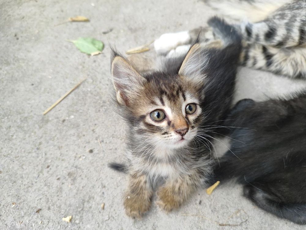 Котята обмен на корм мито