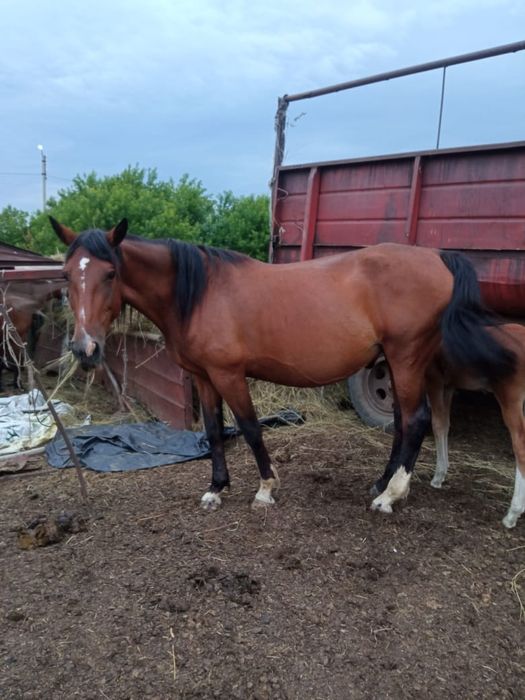 Лошадь 6 лет жеребая