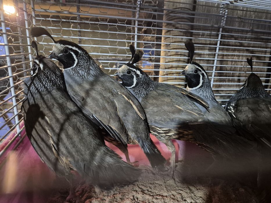 Prepelite californiene