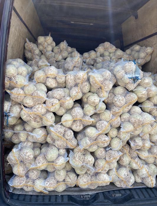 Telina de vanzare in cantitate mare