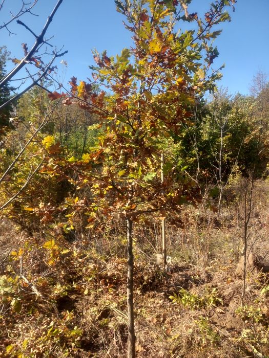 Mesteacăn betula, stejar roșu