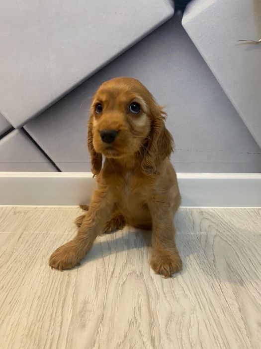 Coker Spaniel 2 luni