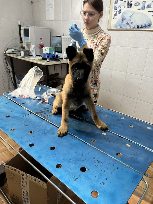 Белгиская овчарка