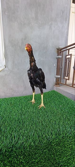 Dakan joja sotiladi
