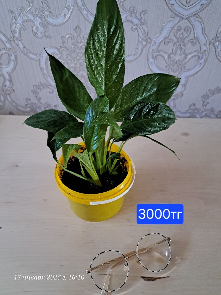 Продам Женское счастье