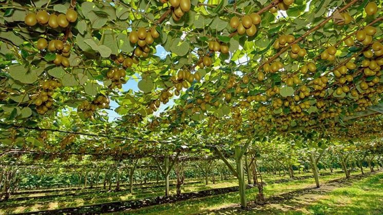 Pomi Fructiferi Exotici La Ghiveci (Kiwi)