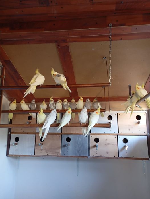 Papagali specii diferite