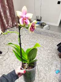 Продам орхидею Лиодоро