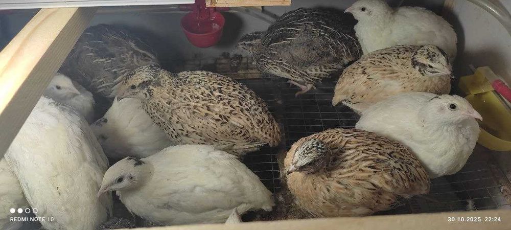 Продаются Перепелки