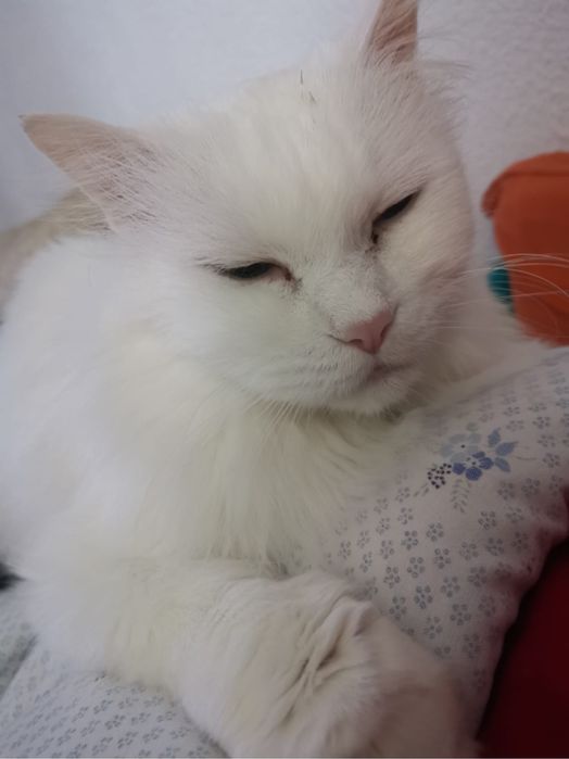 Vand pisica Angora Turceasca