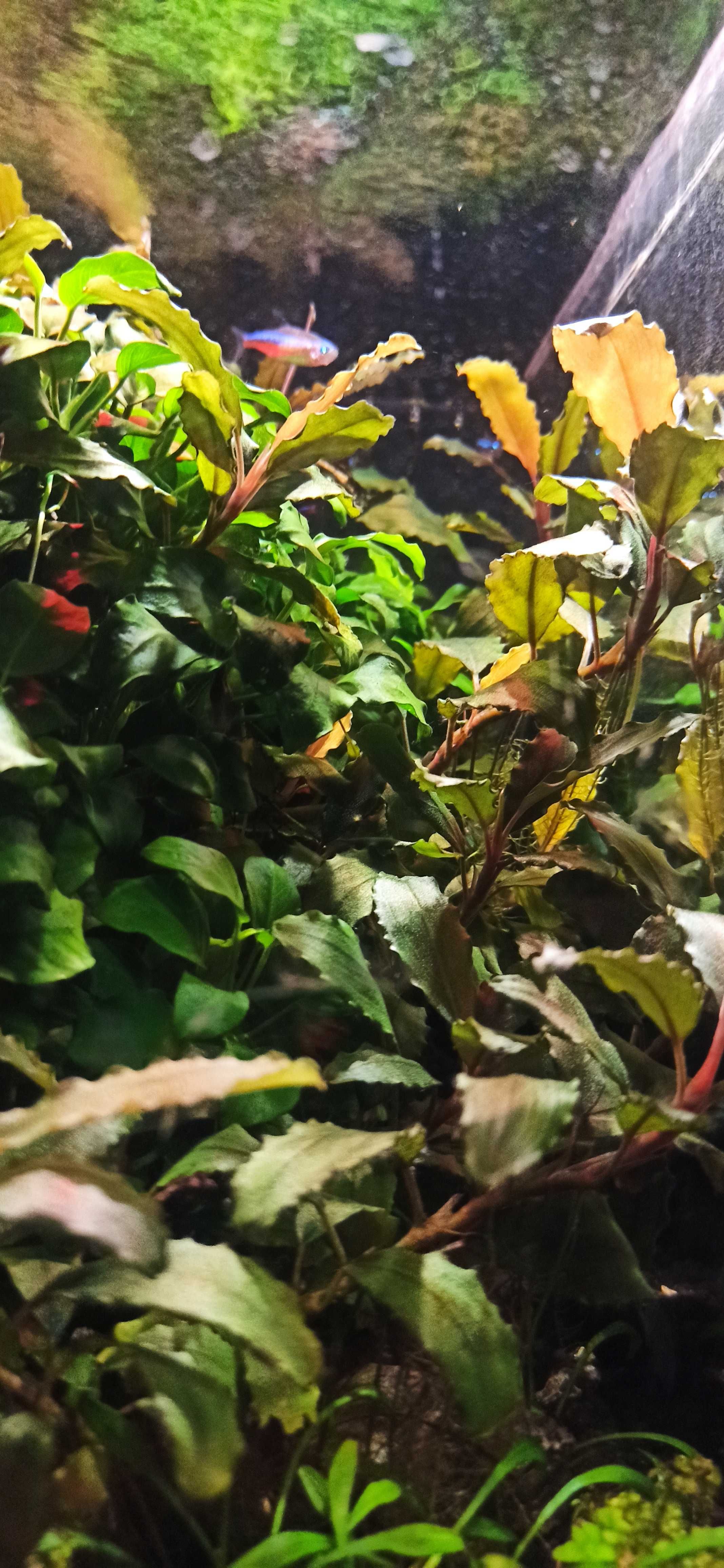 Bucephalandra/ Буцефаландра и анубисс