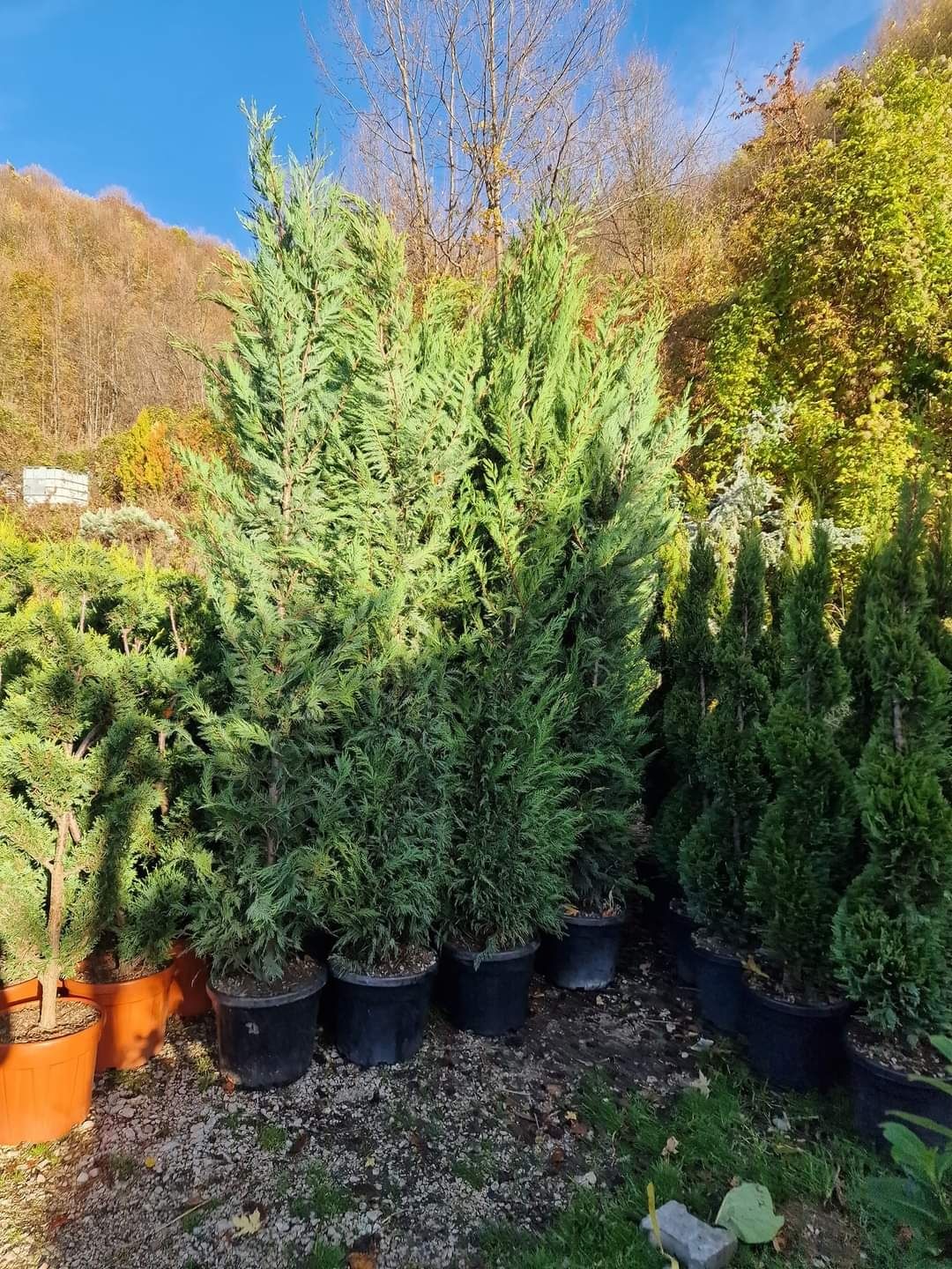 Cupressus leylandii 1.5m - 4m/ gard viu mare/ perdea verde naturala/