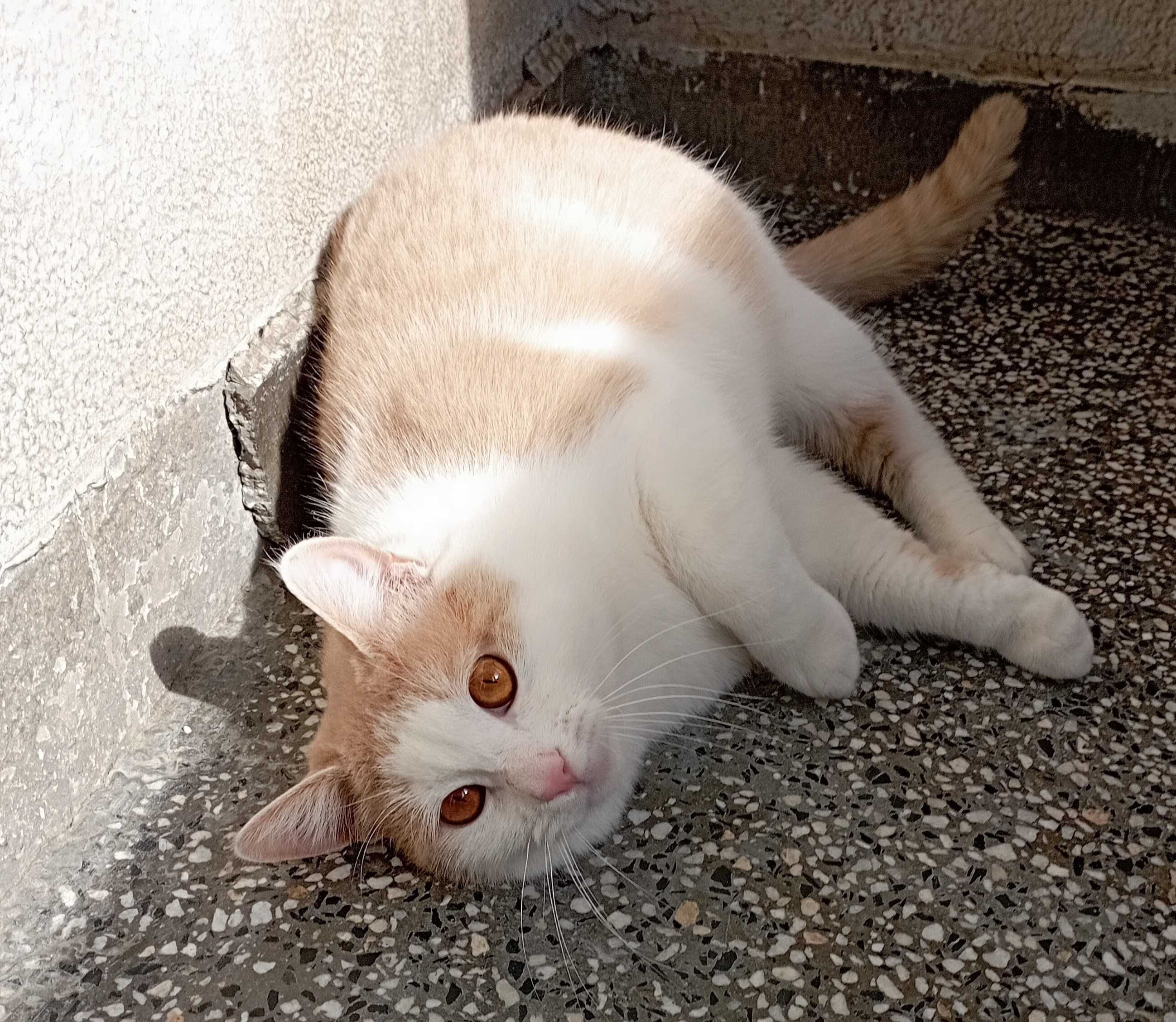 Принц на 1г. 3мес.