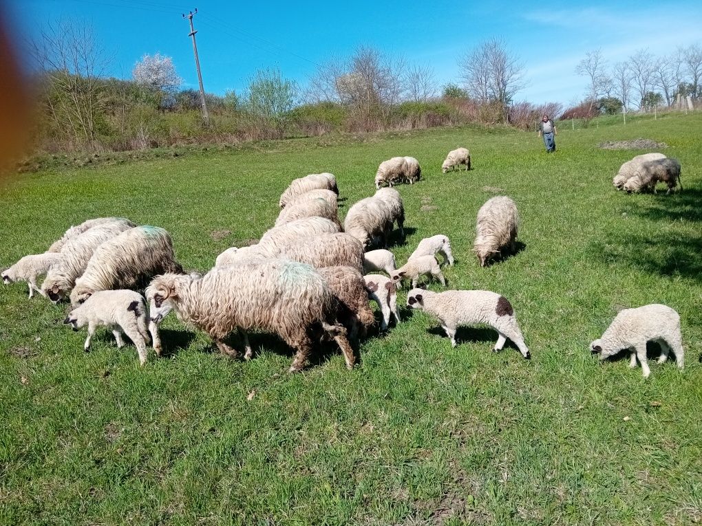 Oi de vanzare 23 de bucăți