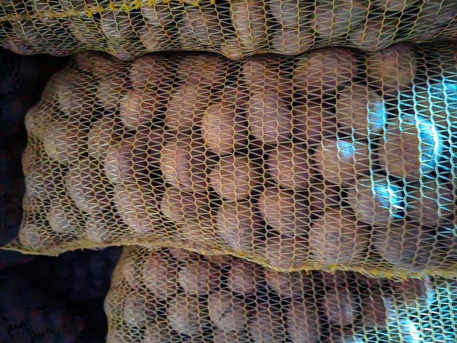 Картофи за консумация и семе