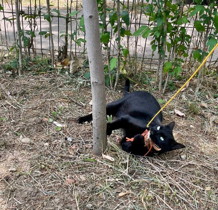 Cici, pisicuta sterilizata pentru adoptie