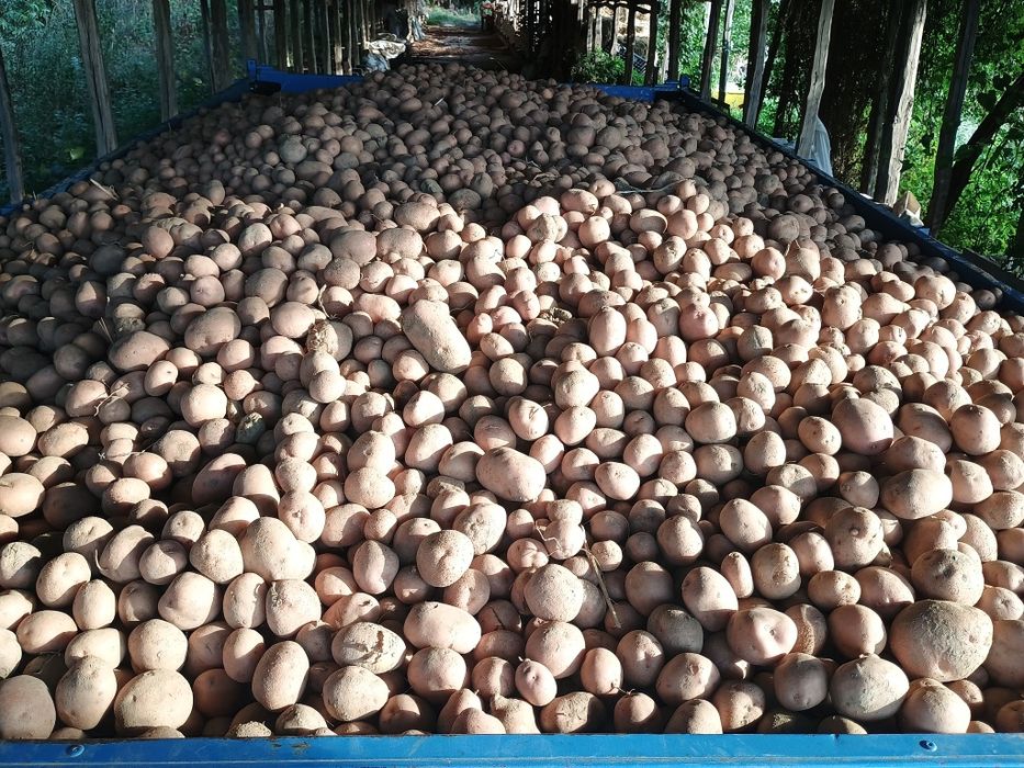 Cartofi pentru furaj