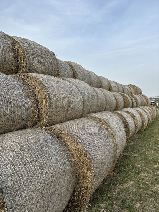 Baloti de paie.