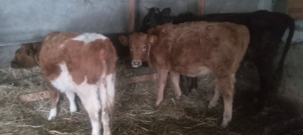 Продам двух телок 10 месяцов