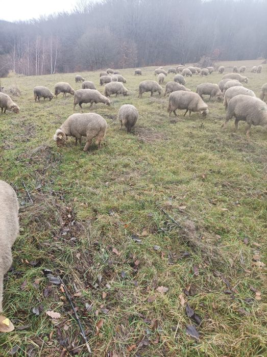 Vând oi tinere varietate ruginie