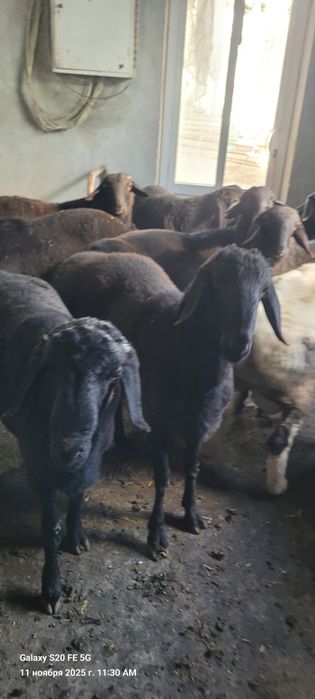 Qòchqorlar sotiladi