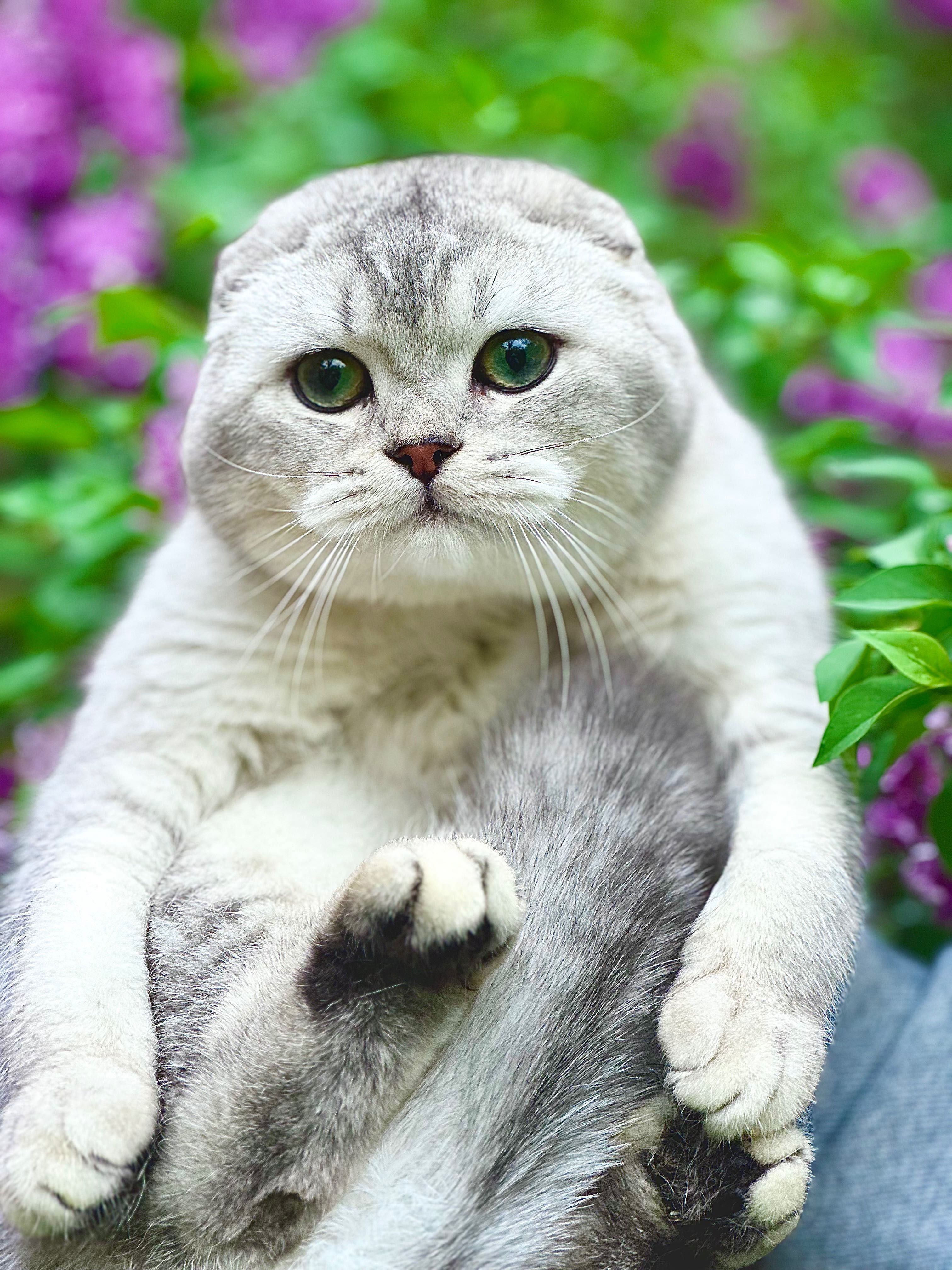 Scottish Fold котик