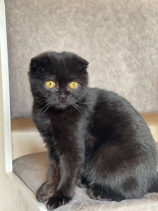 Шотландская вислоухая кошечка, 3–4 месяца — ищет дом. Ташкент