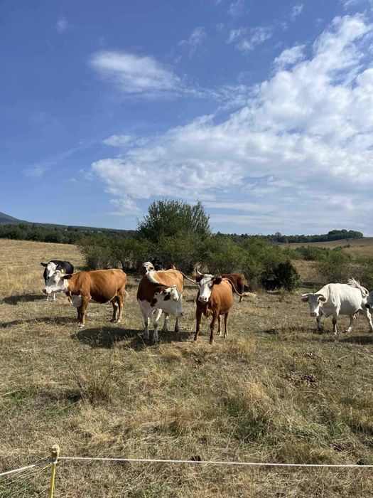 Крави Месодайни разпродажба