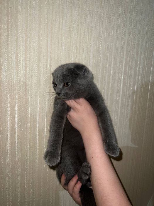 пародистые котята