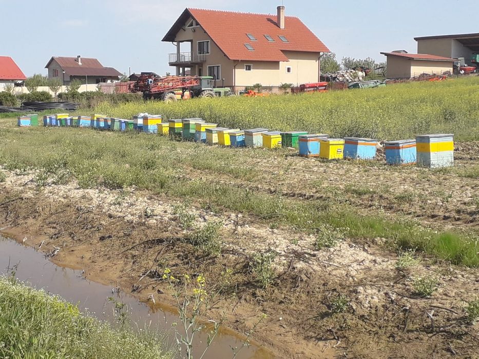 Miere de vanzare 500 kg Mană