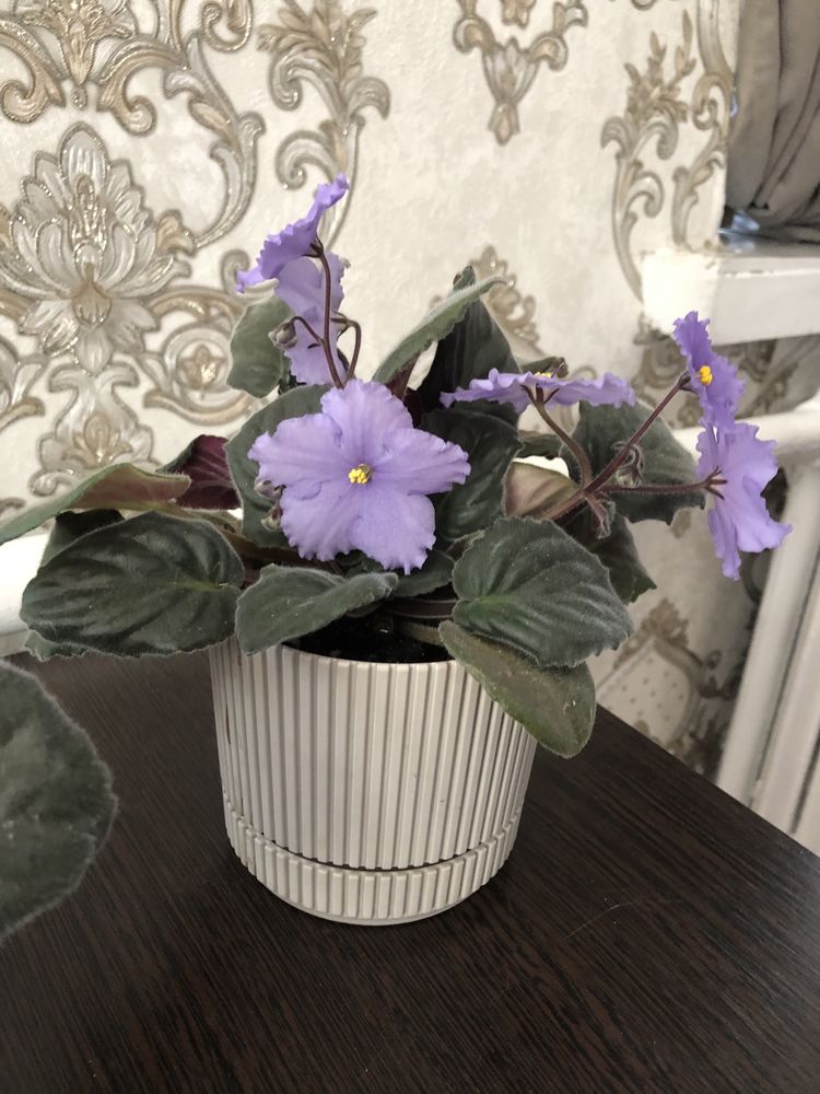 Продам фиалку сортовую