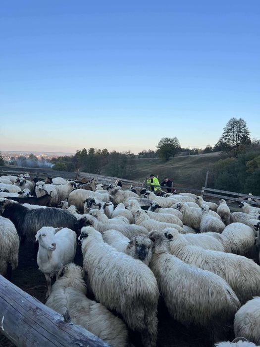 100 de oi si capre la un loc