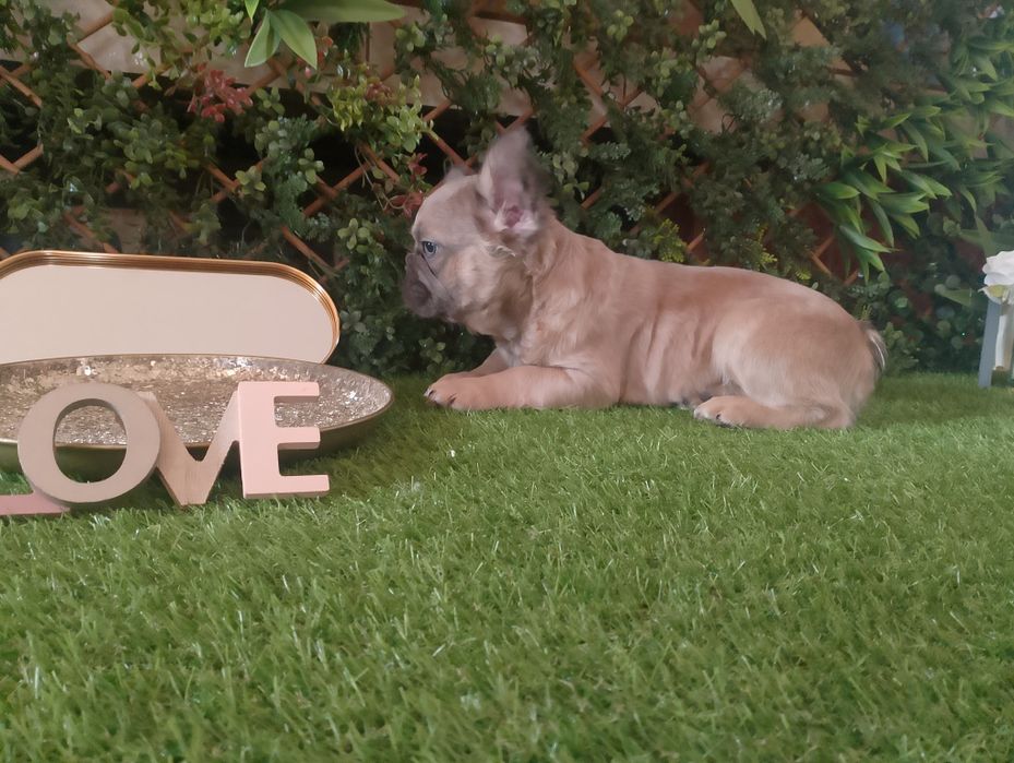 Fluffy Bulldog Francez