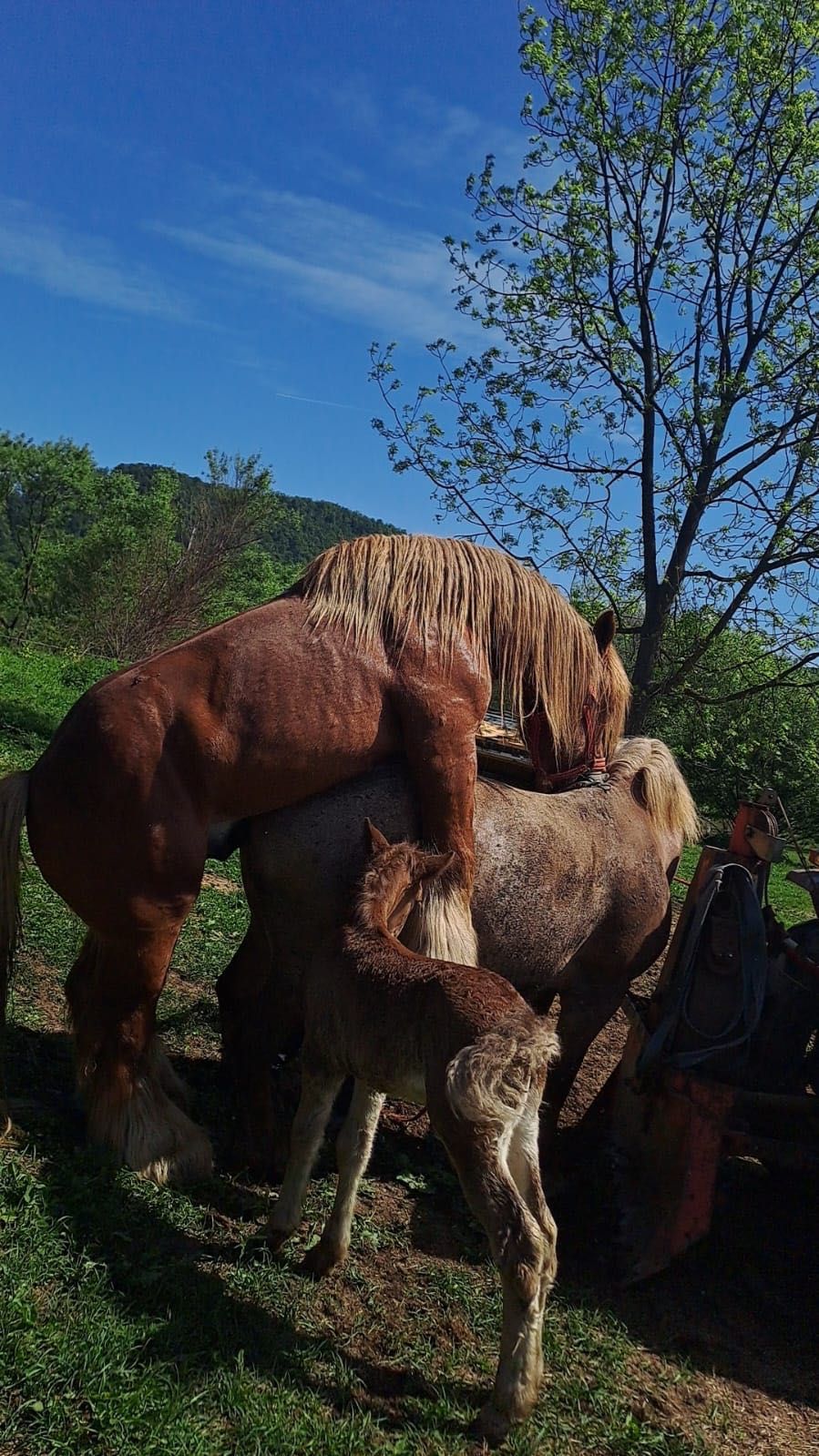 Vând iapă de 4 ani cu mânză!