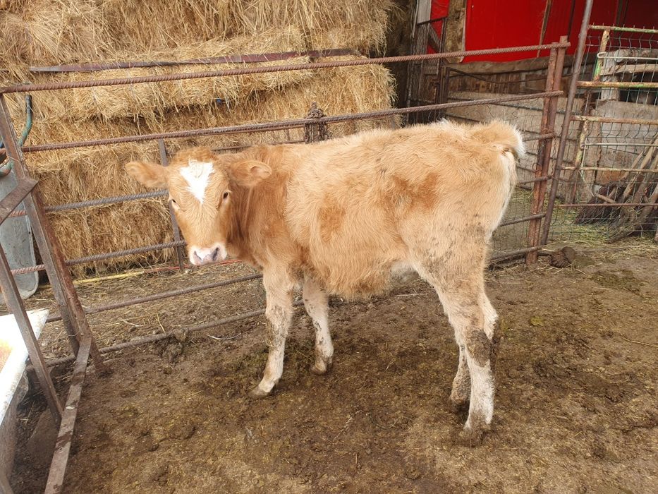 Vand 4 vitele si 2 taurasi