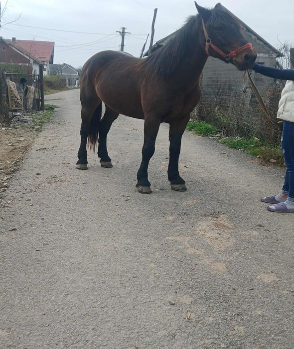 Vând iapa bună de  lucru fără defecte